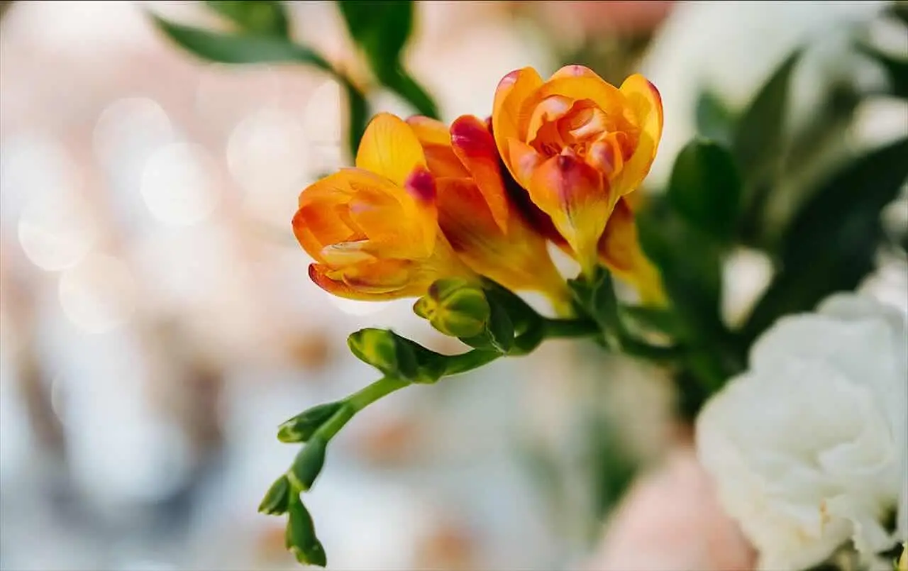 SC - fiori recisi